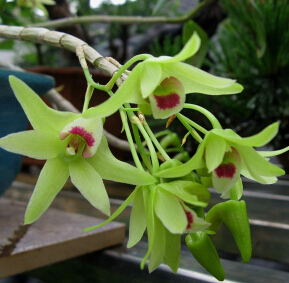 鐵皮石斛怎么吃 鐵皮石斛葉泡茶的功效與作用