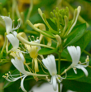 金銀花的功效 金銀花的使用方劑