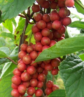 五味子的作用 保肝延緩衰老的作用