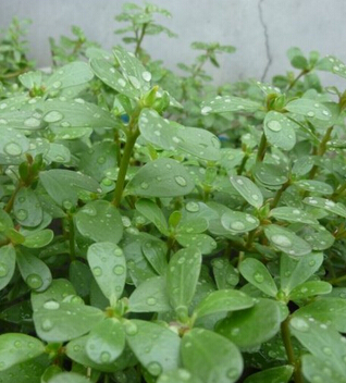 馬齒莧的功效 馬齒莧的四種食療作用