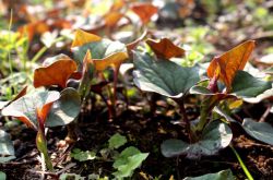 深究魚腥草的功效 魚腥草還能這樣吃