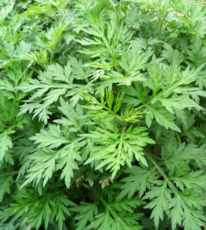 艾草的功效與作用 中藥艾草治療鼻塞