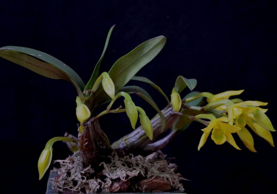 石斛的功效與作用以及食用方法大全