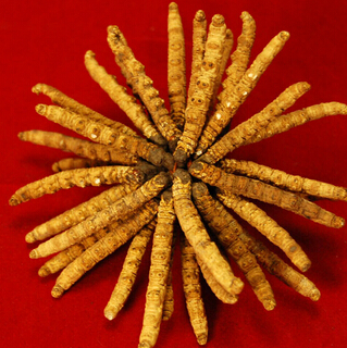 冬蟲夏草的功效 冬蟲夏草泡酒的民間偏方