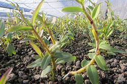 石斛的功效與作用以及食用方法大全