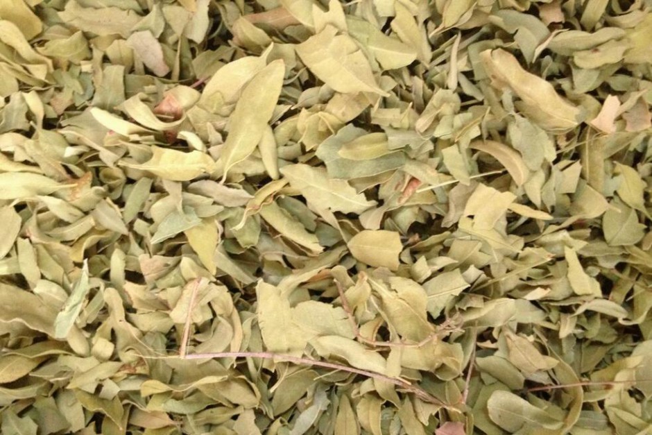 羅布麻的功效與作用大揭秘 真如所說那般好