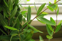 羅布麻的功效與作用大揭秘 真如所說(shuō)那般好