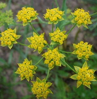 柴胡的功效與作用 柴胡是常用解表藥