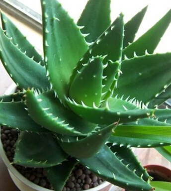 蘆薈的作用 蘆薈的七大功效美容美白