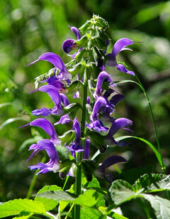 丹參的功效與作用 與川芎配伍應用