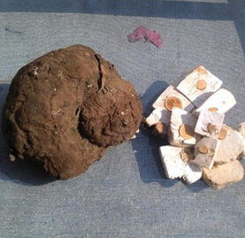 茯苓的功效 茯苓的規(guī)格等級和品質區(qū)分