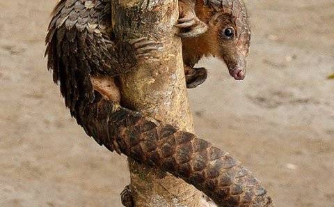 穿山甲鱗片的作用 食用方法與禁忌