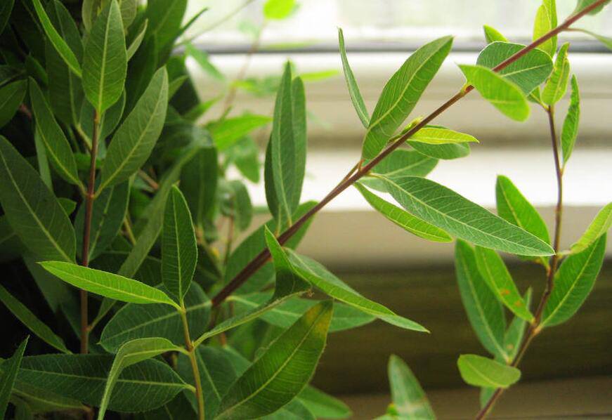 羅布麻的功效與作用大揭秘 真如所說那般好