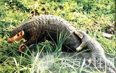 穿山甲鱗片的作用 食用方法與禁忌