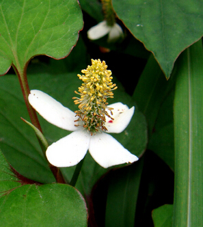 宮頸炎怎么治療 魚腥草治療宮頸炎
