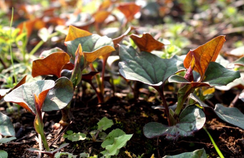 深究魚腥草的功效 魚腥草還能這樣吃