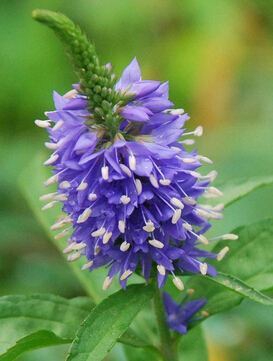 流產(chǎn)后吃什么好 女性流產(chǎn)后服益母草