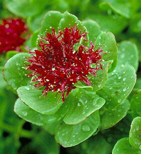 紅景天的吃法 紅景天泡酒泡水煲湯