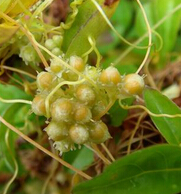 菟絲子的功效與作用 菟絲子的藥用部位