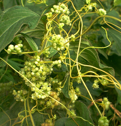 菟絲子的功效與作用 鹽菟絲子補(bǔ)肝脾腎