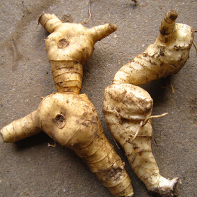 黃精的功效與作用 抗疲勞抗氧化