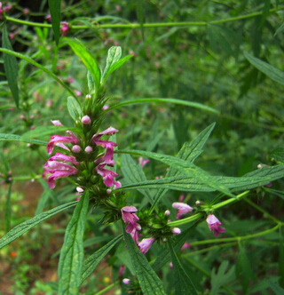 益母草的功效與作用 益母草的食用方法