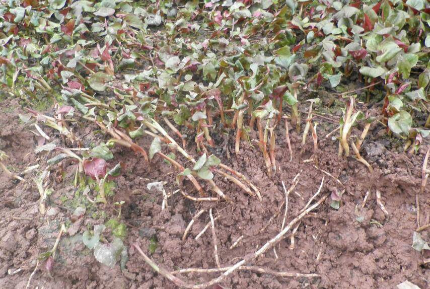 深究魚腥草的功效 魚腥草還能這樣吃