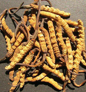 老年人吃什么好 冬蟲夏草的進(jìn)補(bǔ)作用