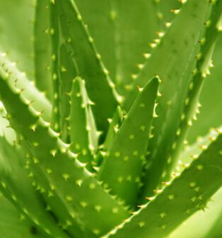 蘆薈的作用 蘆薈的七大功效美容美白