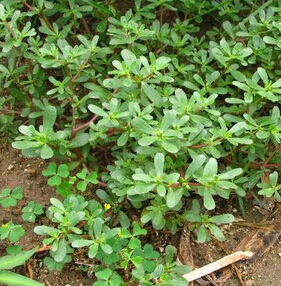 馬齒莧的功效 長壽野蔬的10則治病偏方