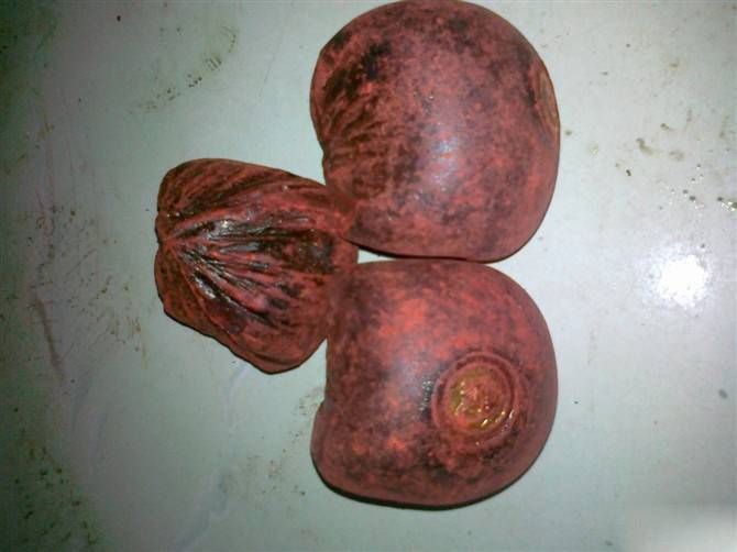 血竭的功效與作用及食用方法大全