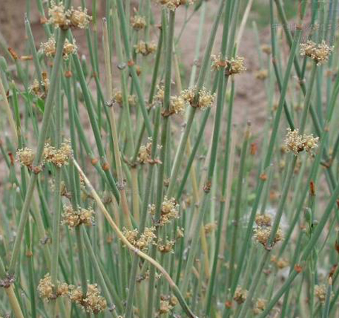 麻黃的功效與作用 麻黃到底能干什么