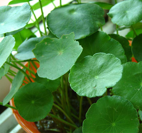 金錢草有什么功效 存在有哪些禁忌