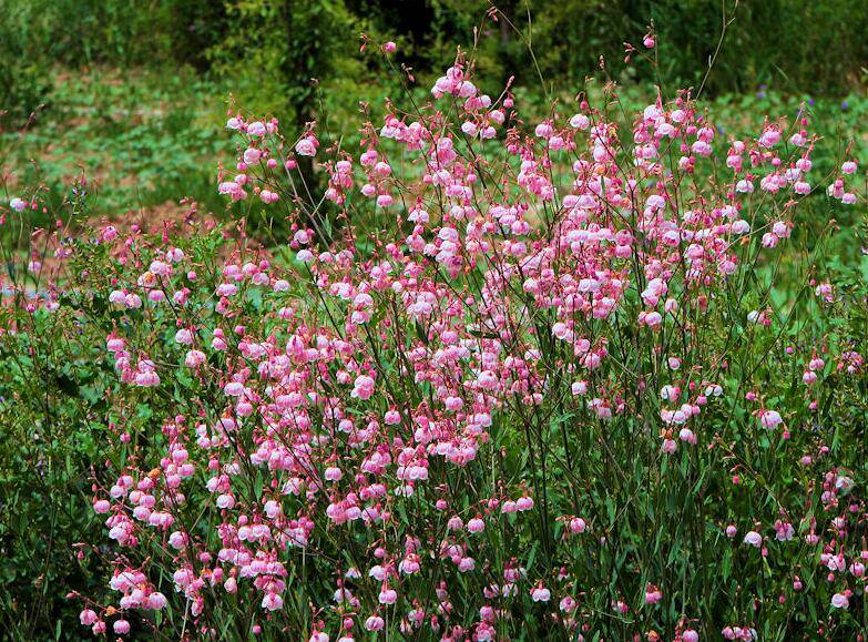 羅布麻的功效與作用大揭秘 真如所說(shuō)那般好