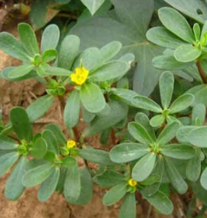 馬齒莧的功效 馬齒莧的營(yíng)養(yǎng)價(jià)值與藥用價(jià)值