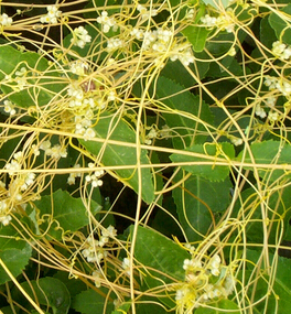 菟絲子的功效與作用 菟絲子的藥用部位