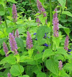 夏枯草的功效 清火護(hù)肝散結(jié)消腫