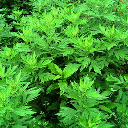 驅(qū)蚊方法 夏季天然驅(qū)蚊法艾草驅(qū)蚊