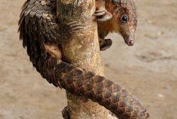 穿山甲鱗片的作用 食用方法與禁忌