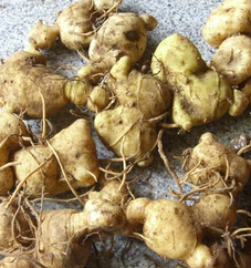 黃精的功效與作用及食用方法 黃精的副作用