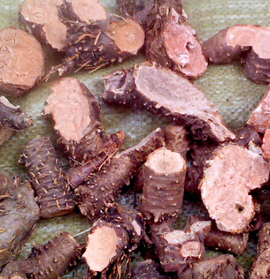 紅景天的功效與作用 高原紅景天改善學(xué)習(xí)記憶