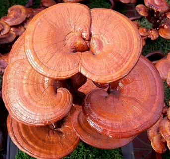 靈芝的功效與作用 飲用禁忌