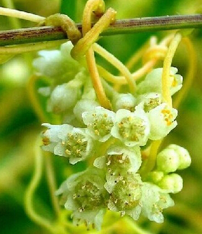 鹽菟絲子簡單介紹 鹽菟絲子的功效與作用