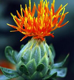 什么是紅花籽油 紅花耔油的功效