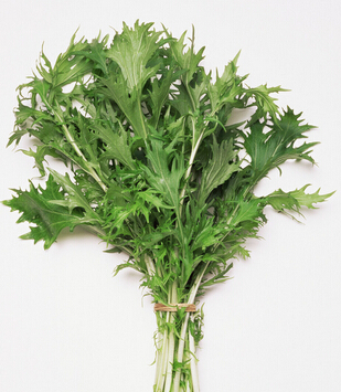 艾草的功效與作用 艾草去除黑眼圈