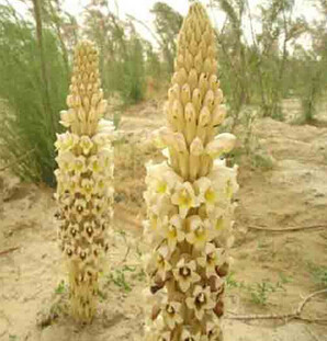 肉蓯蓉的功效與作用及食用方法