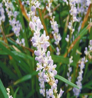 麥冬的功效與作用 麥冬的功效與食療作用