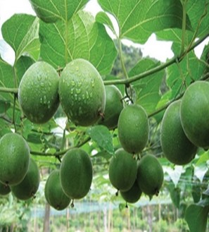 胖大海的功效與作用 食用方法