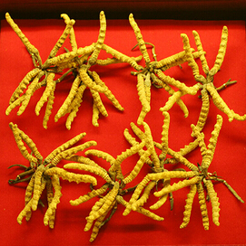 冬蟲夏草是什么 冬蟲夏草的由來和發(fā)展