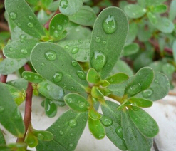 馬齒莧的功效與作用 馬齒莧能排除濕氣